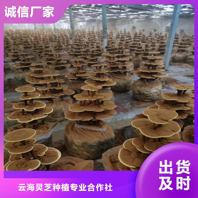 灵芝孢子油-多年经验造就好品质