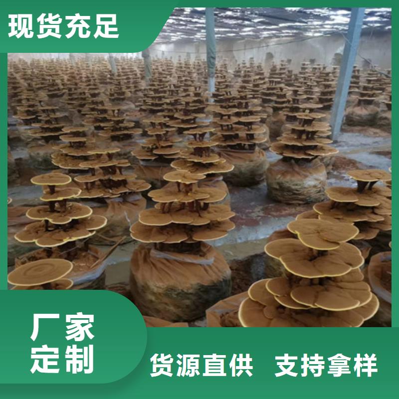 黑灵芝泡水喝的功效与作用优惠报价