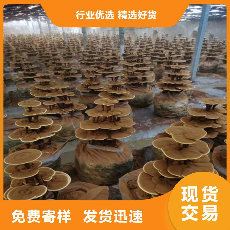 赤灵芝孢子的功效与主治定制价格