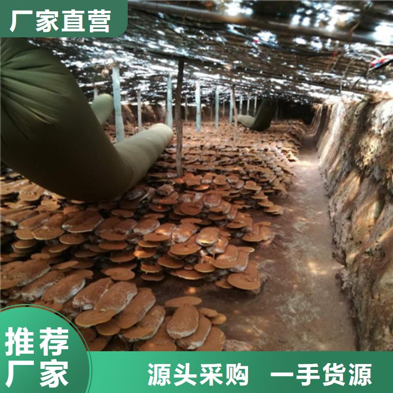 赤灵芝孢子的功效与主治定制价格