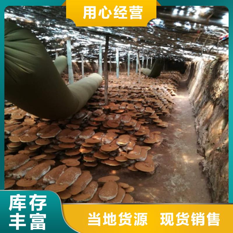 黑灵芝泡水喝的功效与作用优惠报价