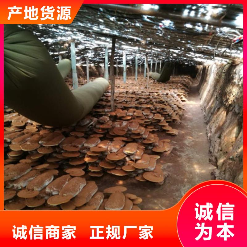 灵芝孢子油-多年经验造就好品质