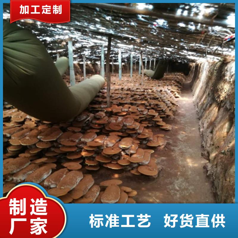 灵芝孢子油-多年经验造就好品质