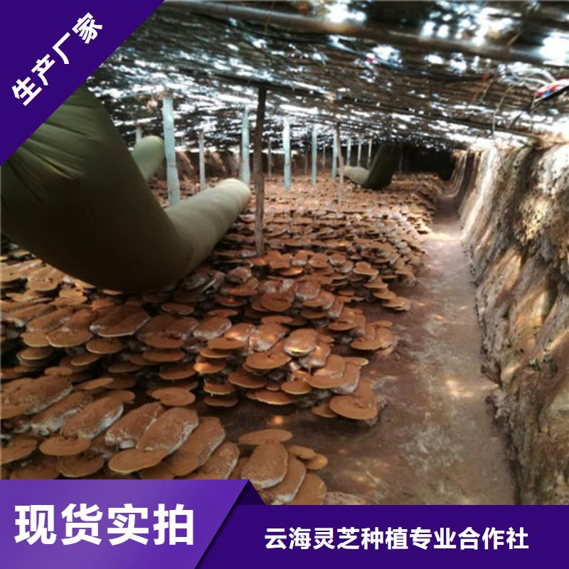 灵芝孢子油-多年经验造就好品质