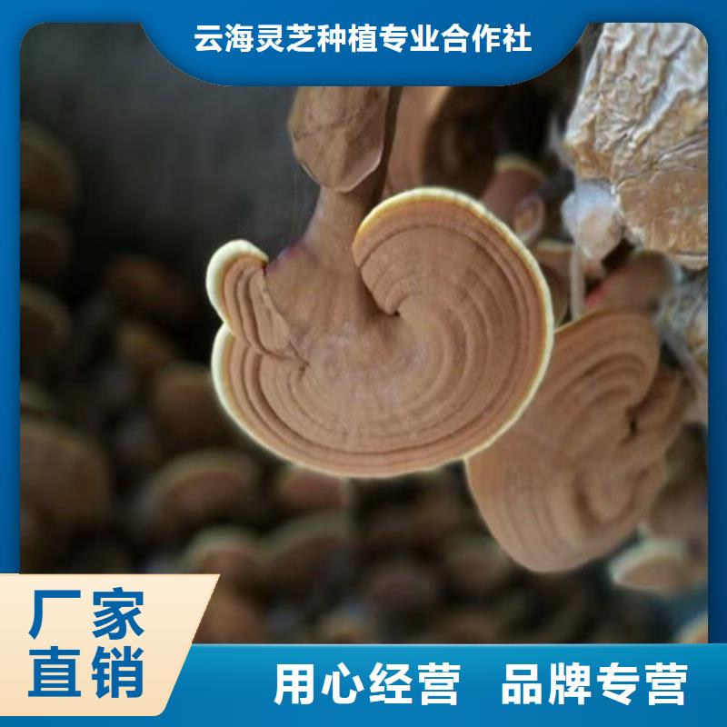 信誉好的灵芝孢子粉厂家_质量保证