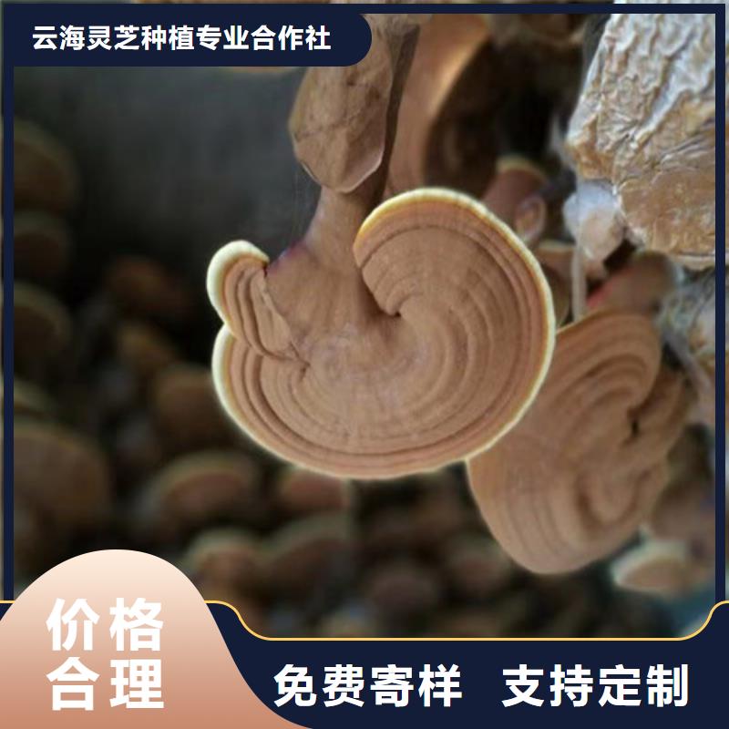 生产3克装孢子粉的生产厂家