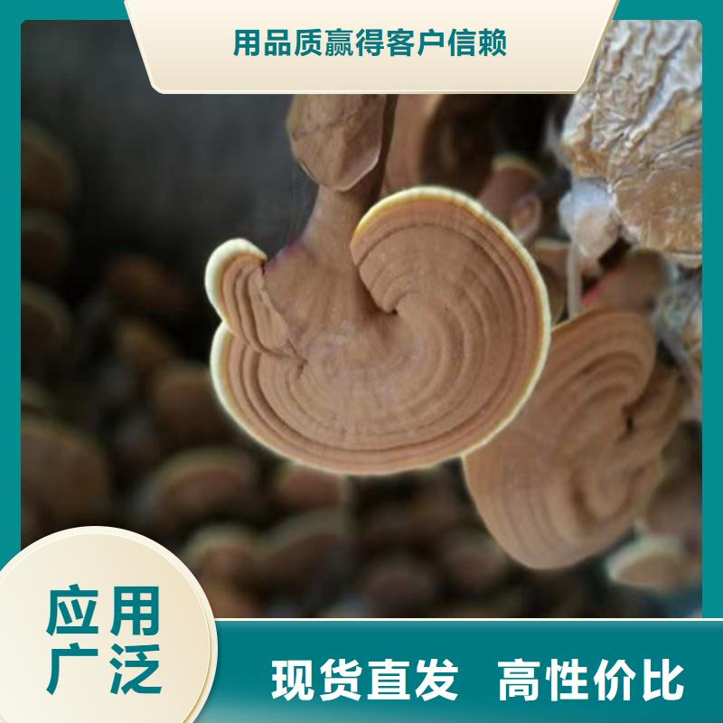 灵芝孢子油-多年经验造就好品质