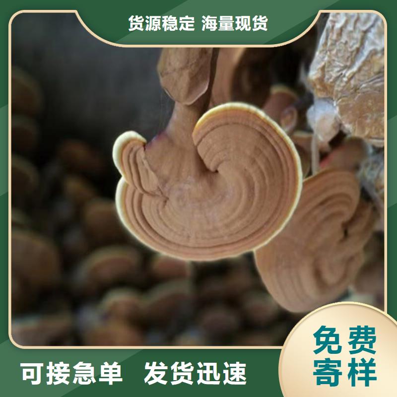 可定制的灵芝孢子粉代工厂现货厂家