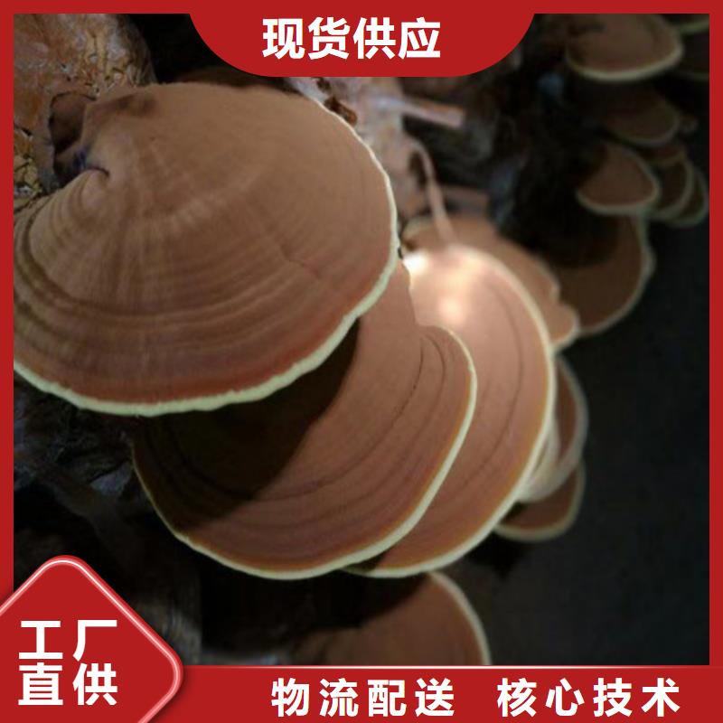 灵芝孢子油-多年经验造就好品质