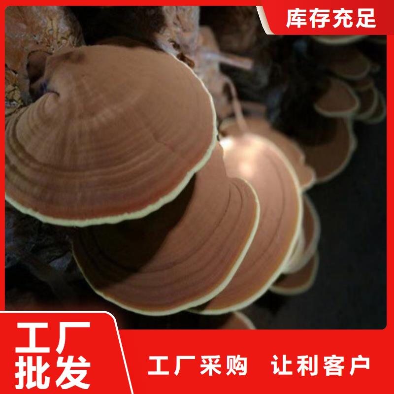 灵芝孢子油-多年经验造就好品质