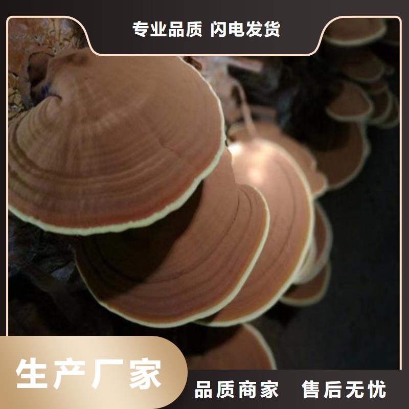 黑灵芝种植基地