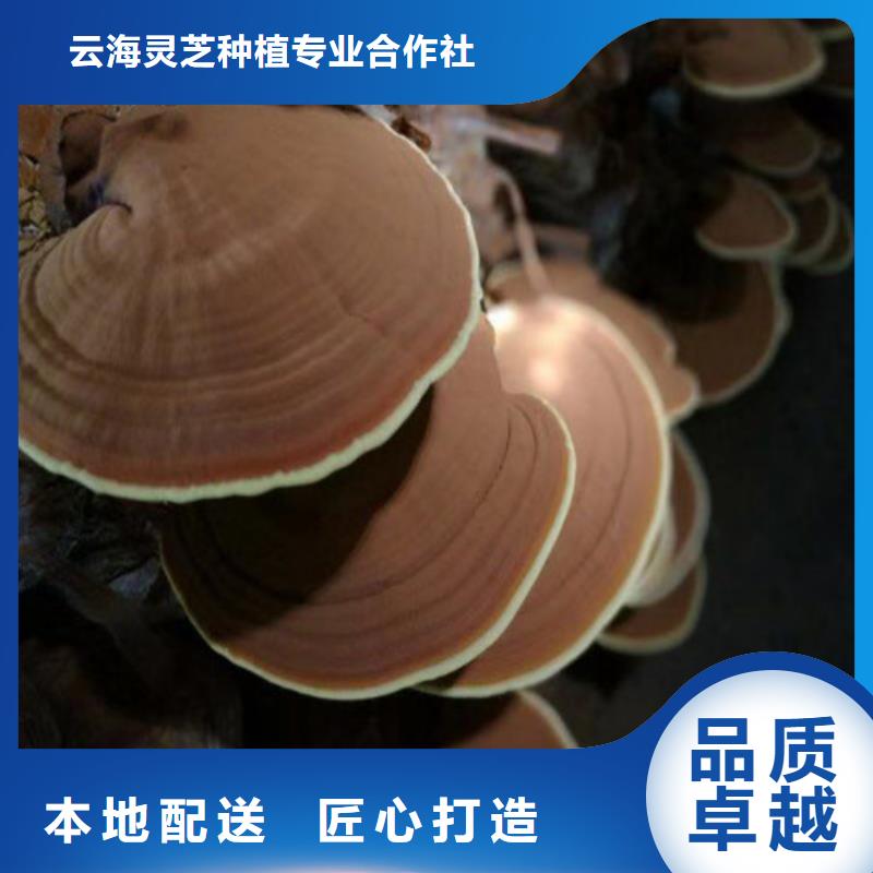 灵芝孢子油-多年经验造就好品质