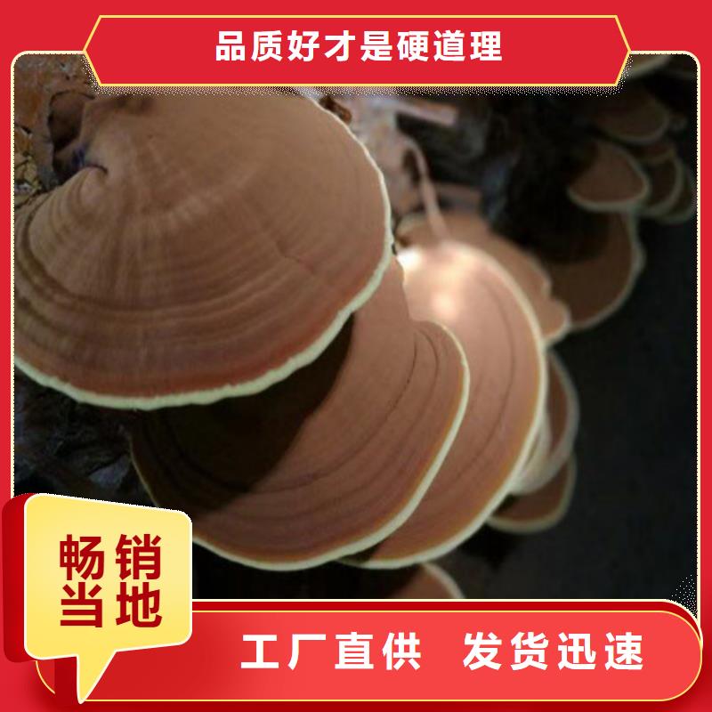 可定制的灵芝孢子粉代工厂现货厂家