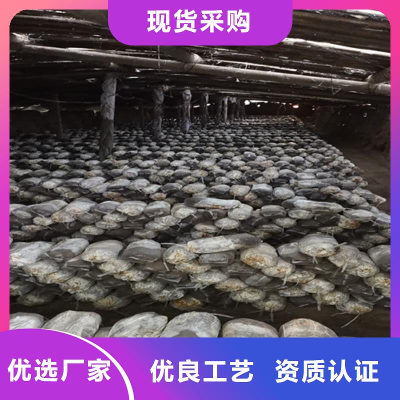 赤灵芝孢子的功效与主治定制价格