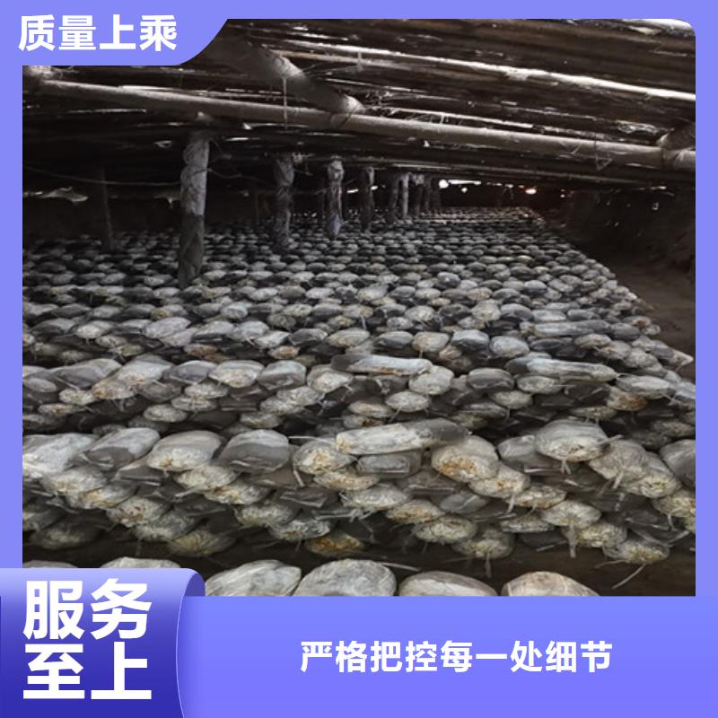 灵芝炖汤质量可靠