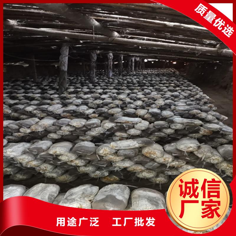 黑灵芝种植基地