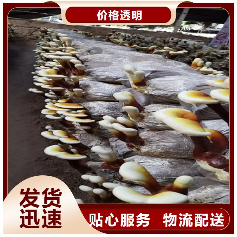 黑灵芝的功效与作用欢迎订购