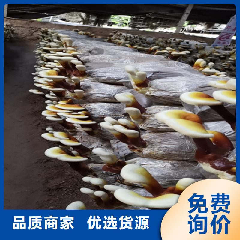 灵芝孢子油-多年经验造就好品质