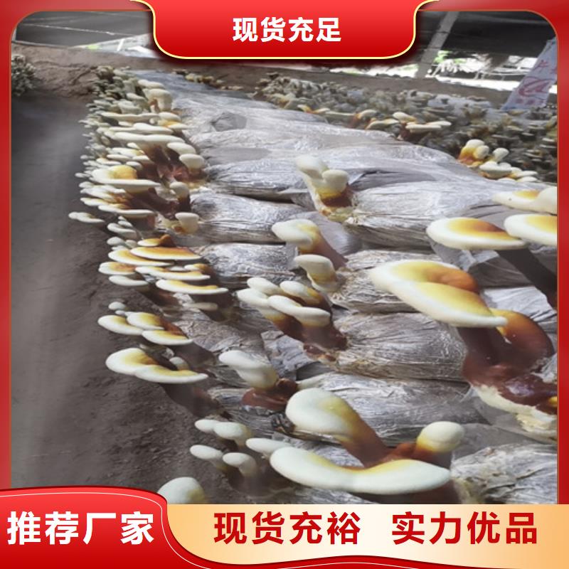 生产3克装孢子粉的生产厂家