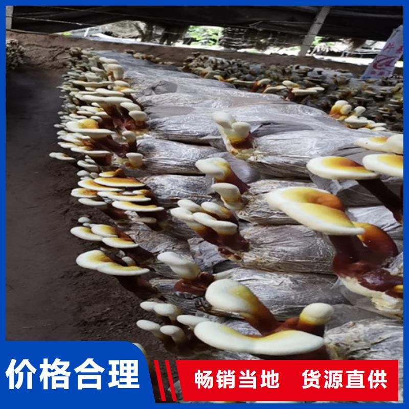 赤灵芝孢子的功效与主治定制价格