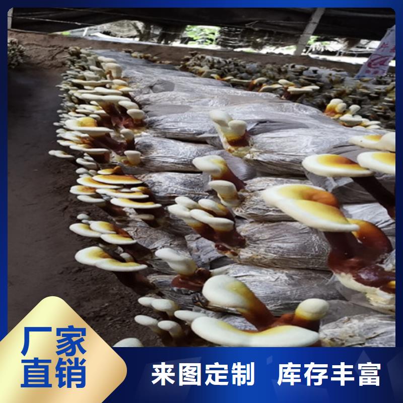 灵芝孢子油-多年经验造就好品质