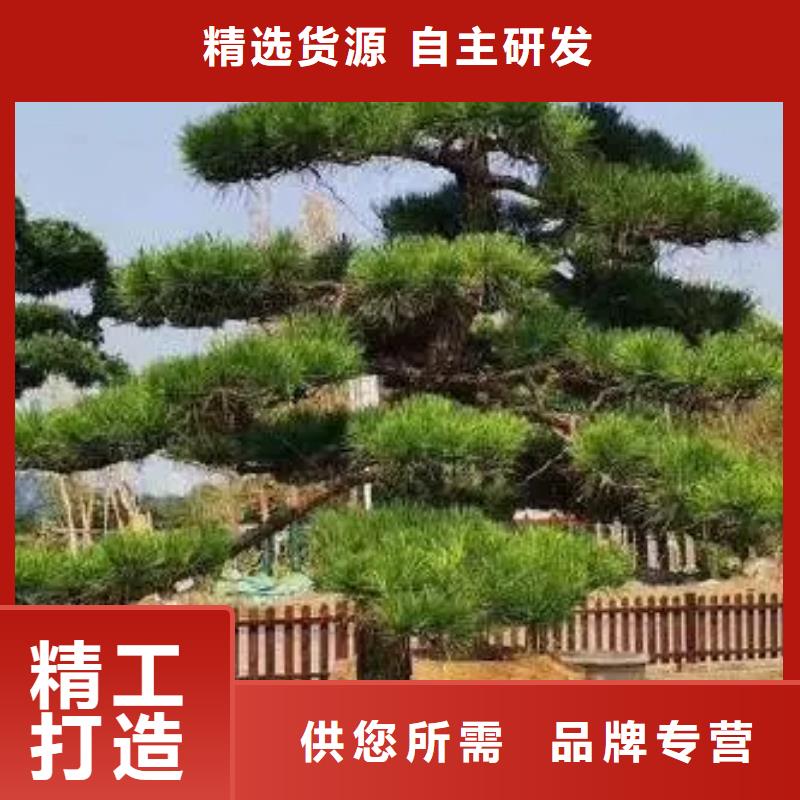 造型松造型池松实时报价