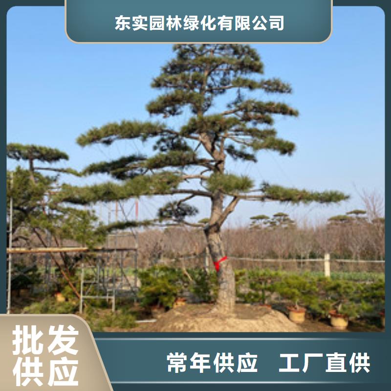 造型松迎客松专注品质