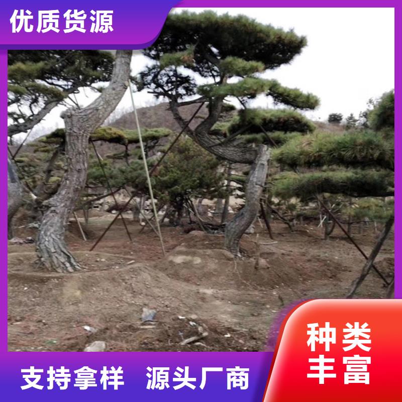 造型松松苗木好货直销