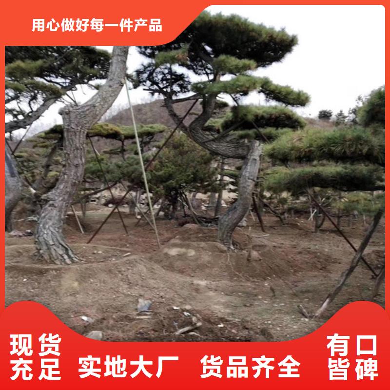 造型松造型池松实时报价