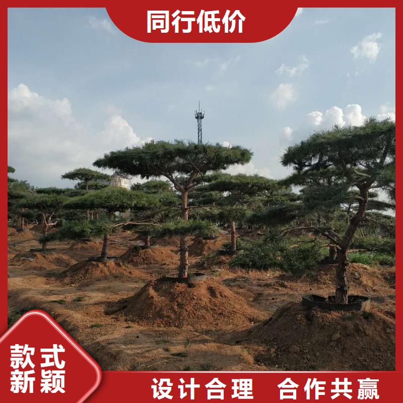 造型松迎客松专注品质