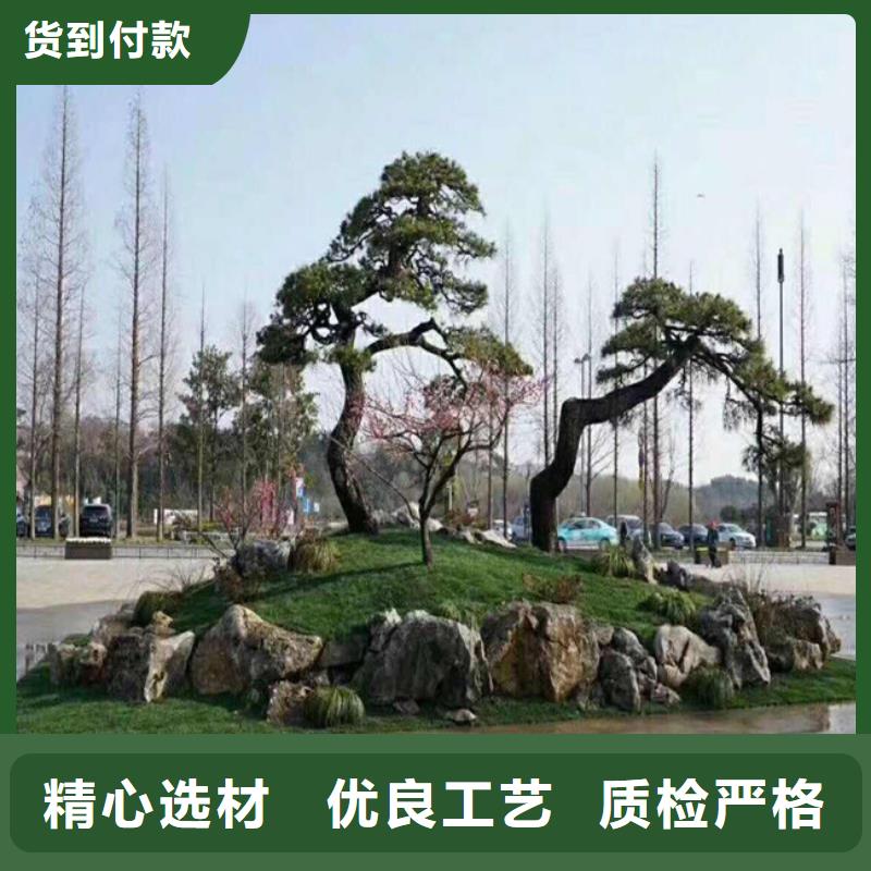 造型松造型池松实时报价