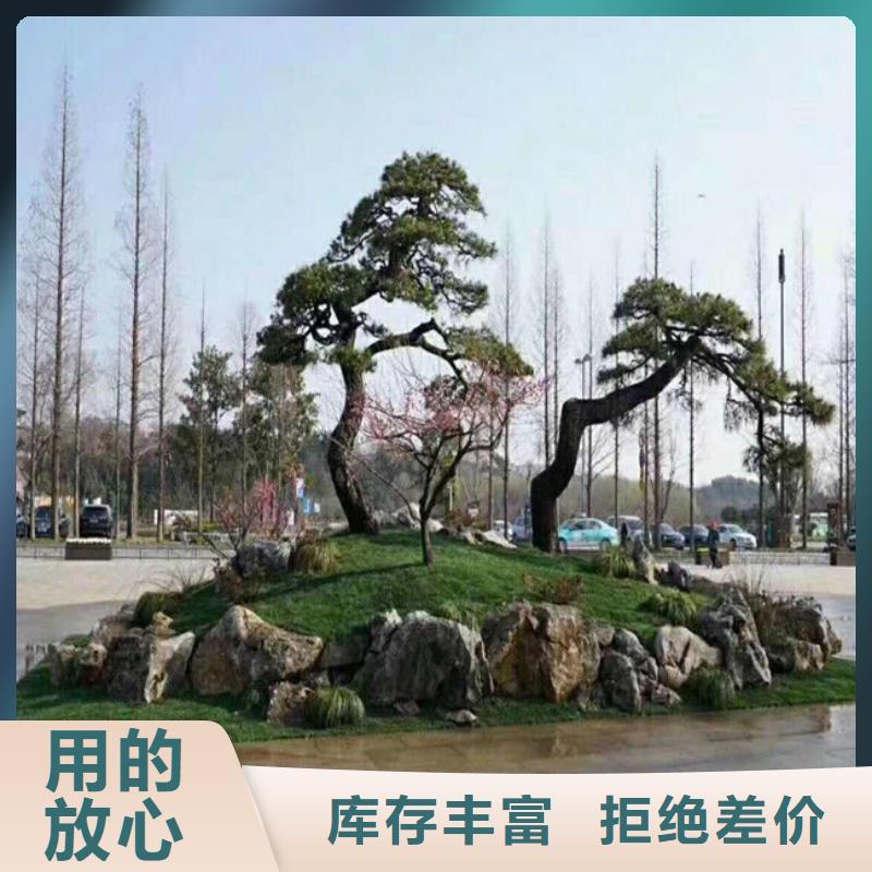 造型松迎客松专注品质