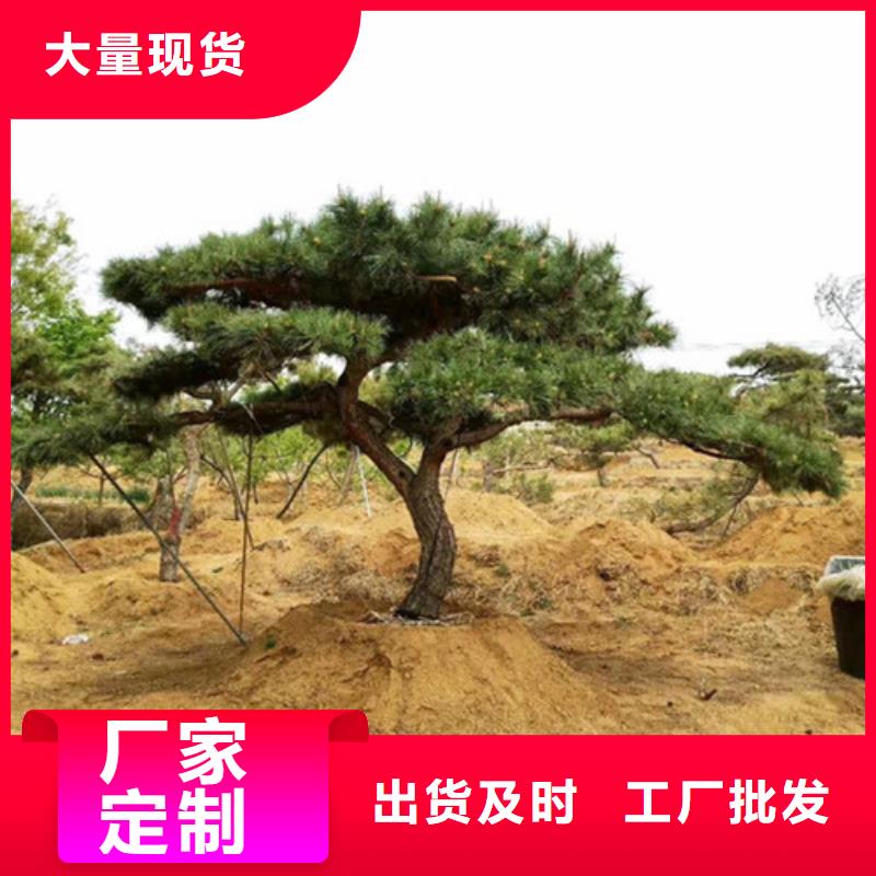 造型松_造型松价格产地直销