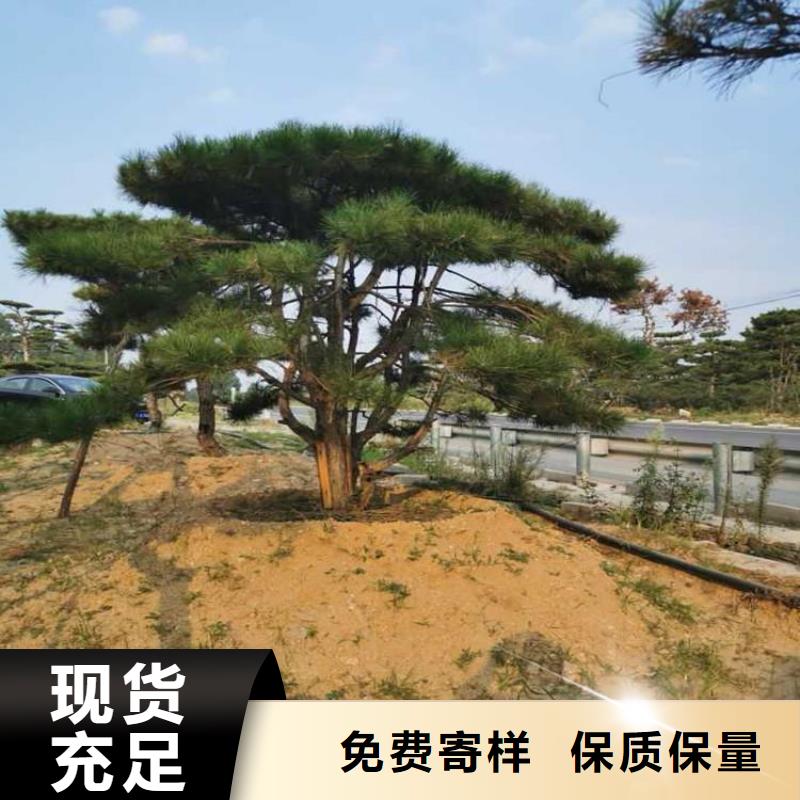 造型松_造型松价格产地直销