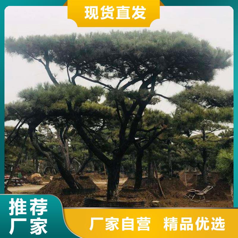 造型松_造型松价格产地直销