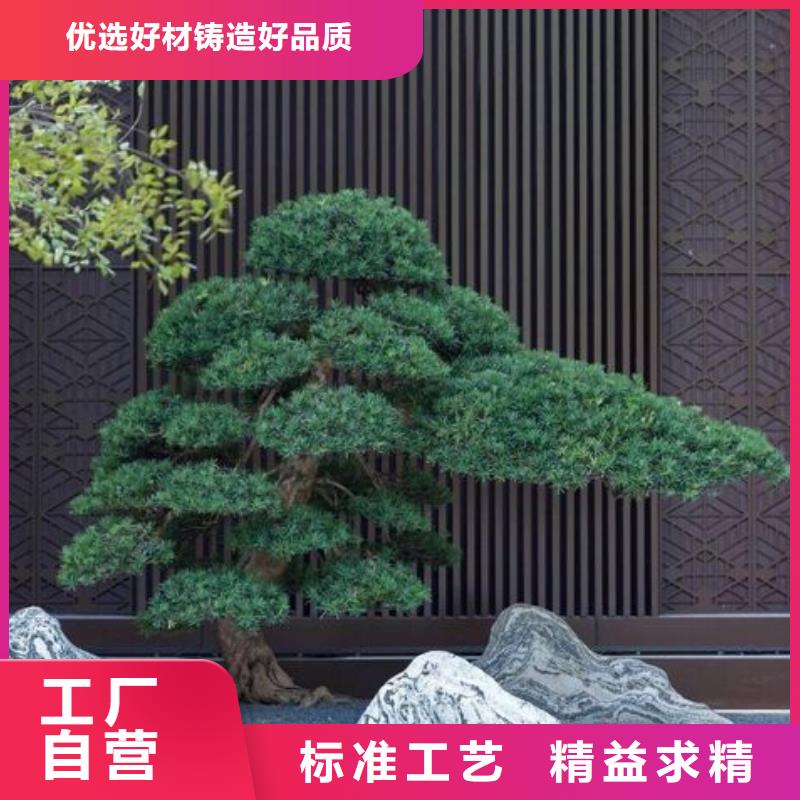 造型松_造型松价格产地直销