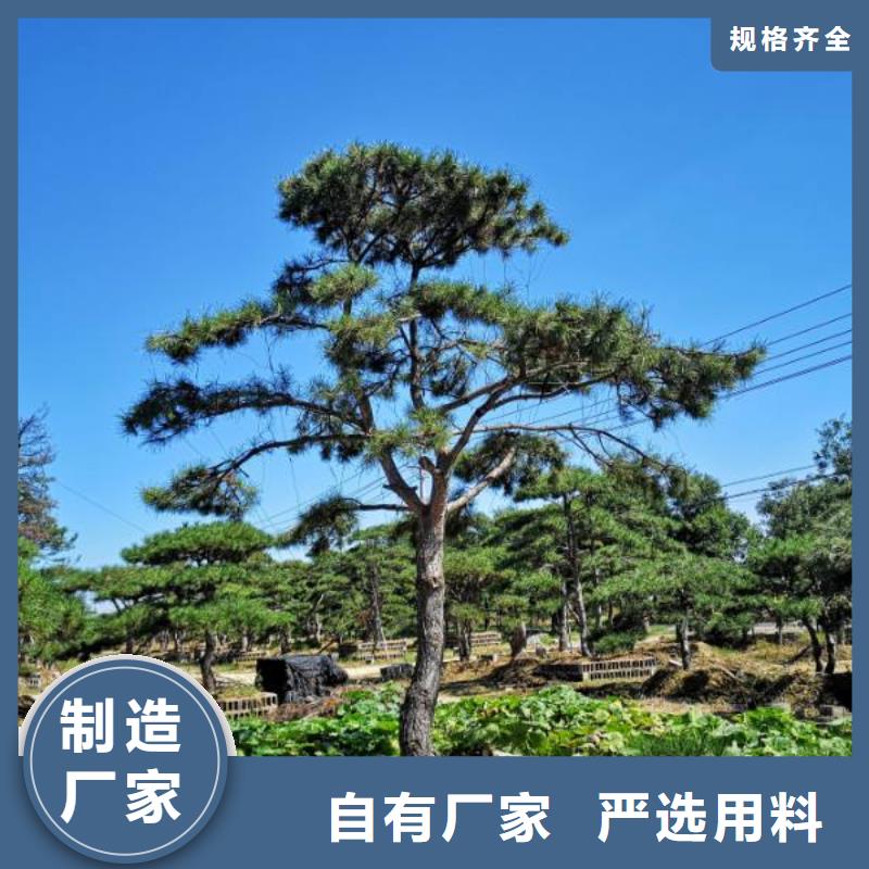 造型松_造型松价格产地直销