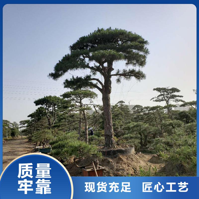 造型松迎客松专注品质