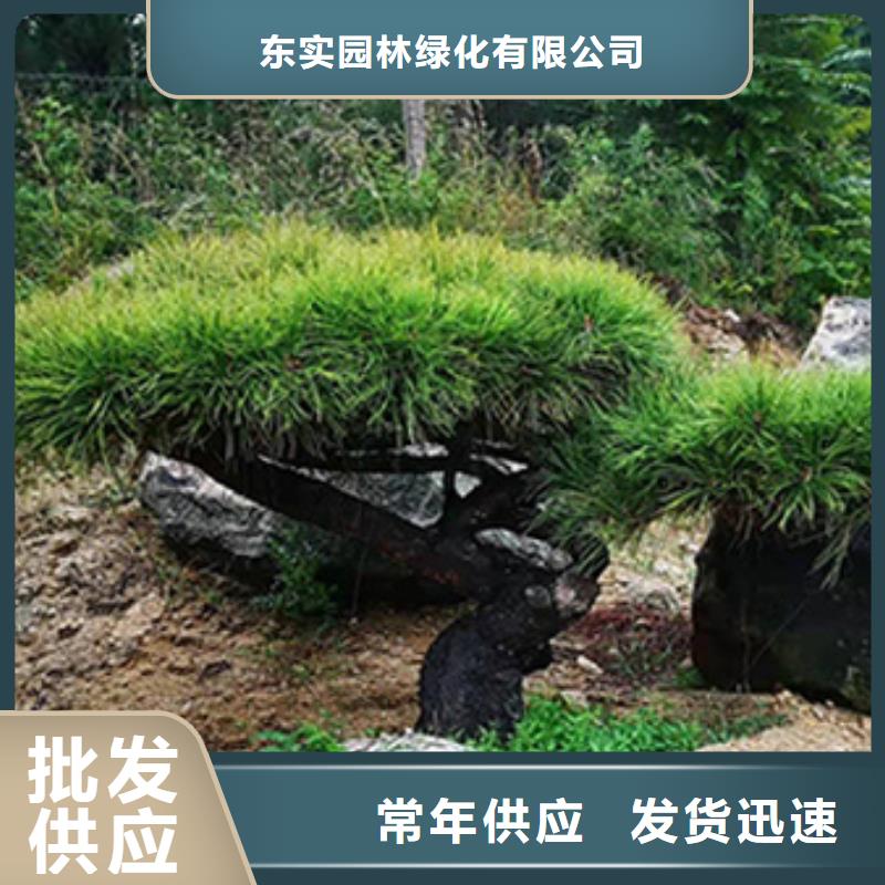 造型松松苗木好货直销