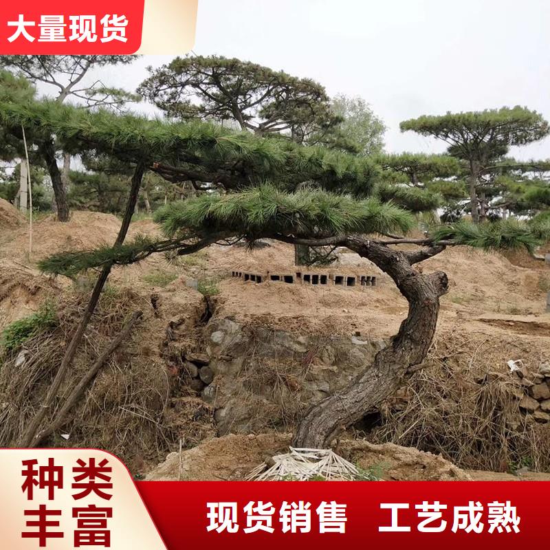 造型松松苗木好货直销