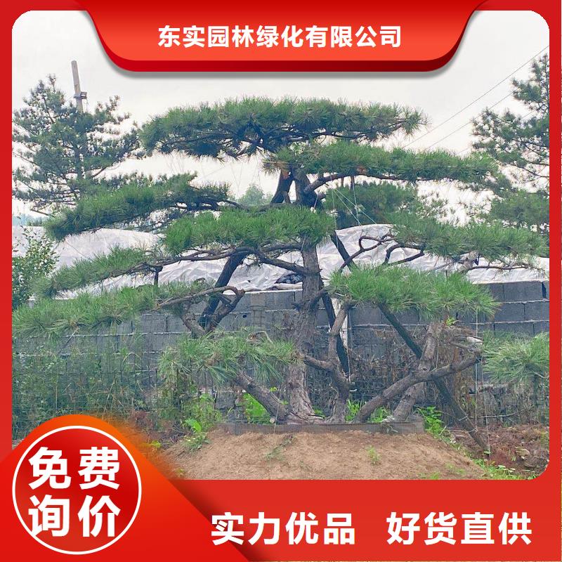 造型松松苗木好货直销