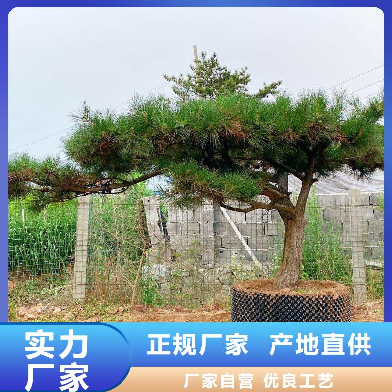 造型松松苗木好货直销