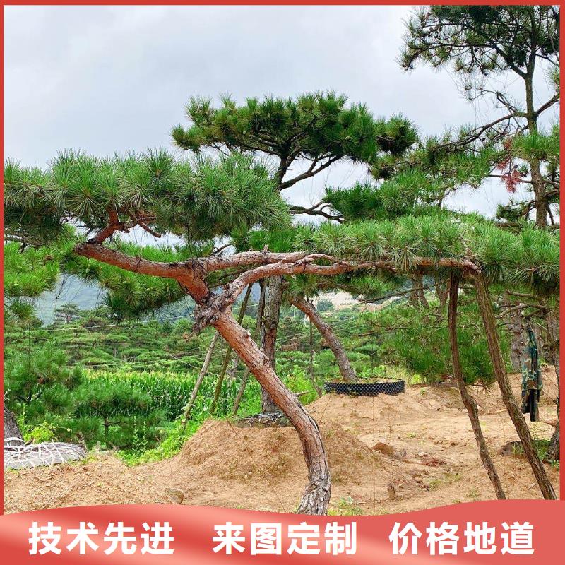 造型松迎客松专注品质