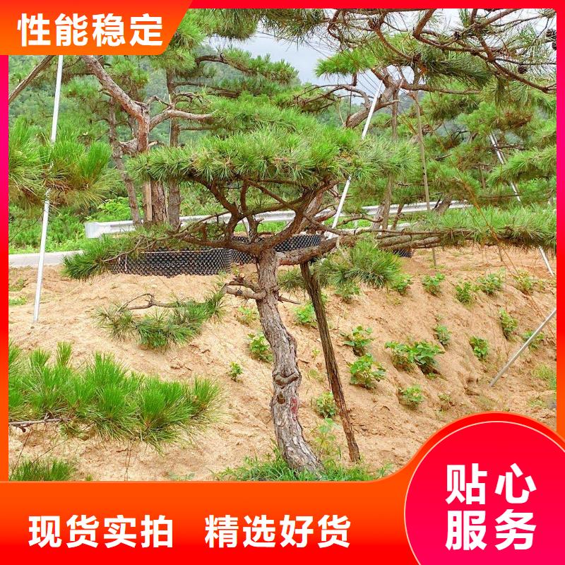 造型松造型池松实时报价