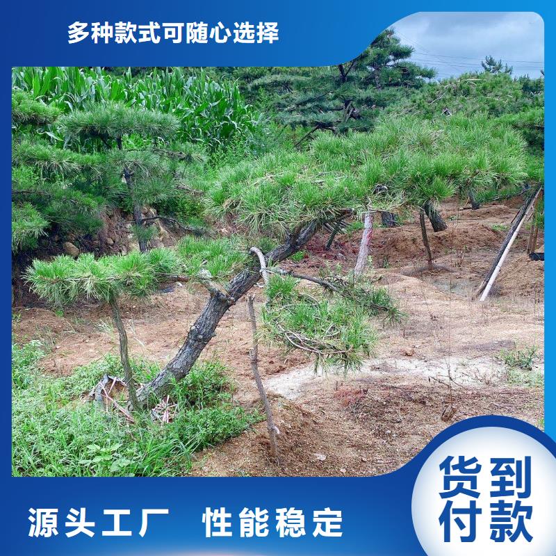 造型松_造型松价格产地直销