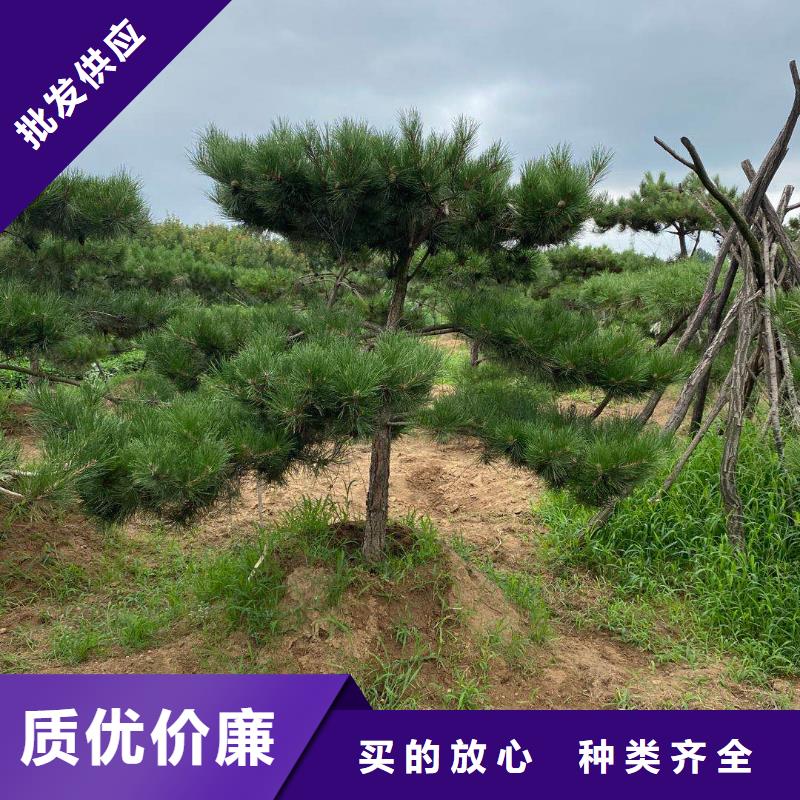 造型松迎客松专注品质