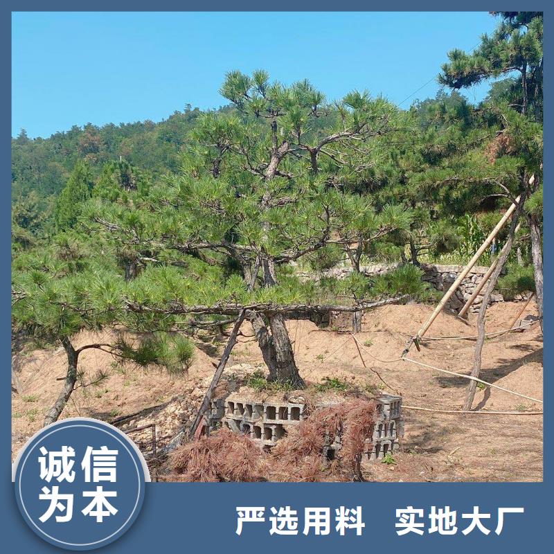 造型松_造型松价格产地直销
