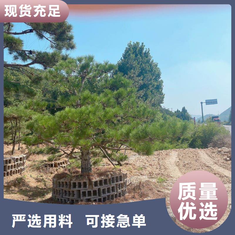 造型松_造型松价格产地直销