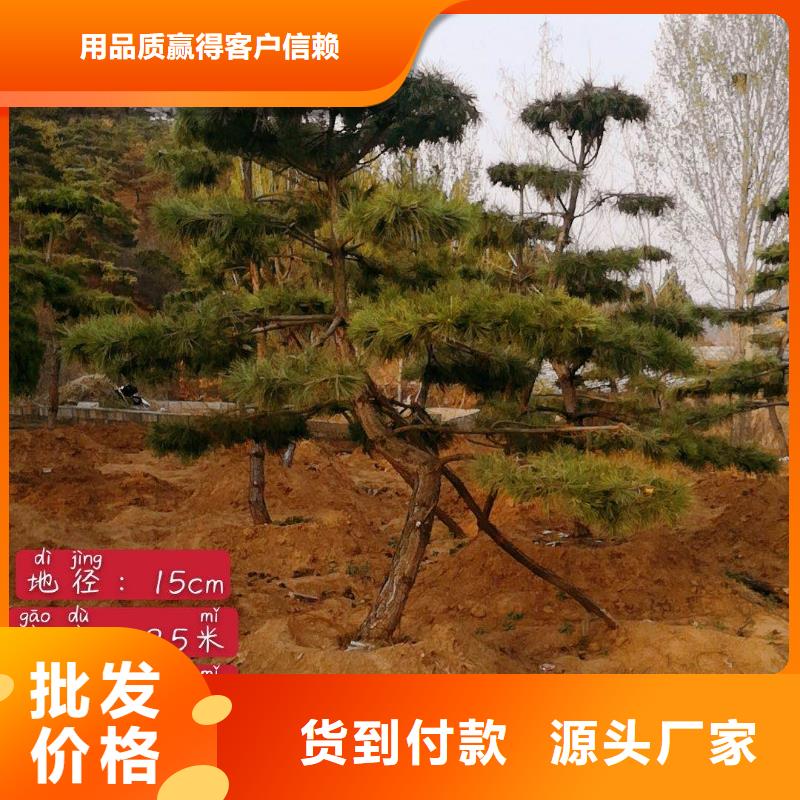 造型松_造型松价格产地直销