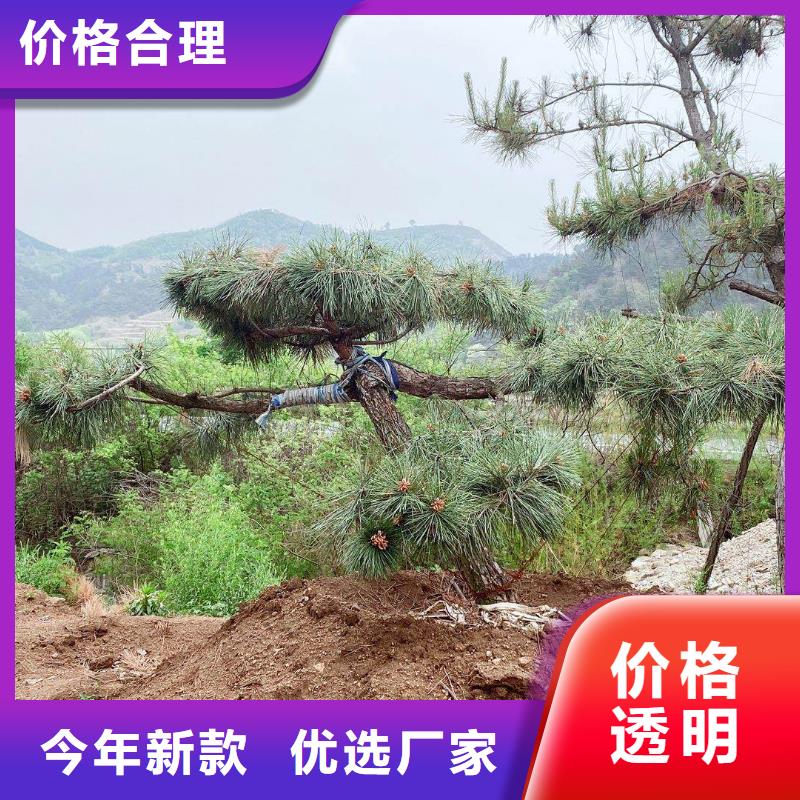 造型松迎客松专注品质